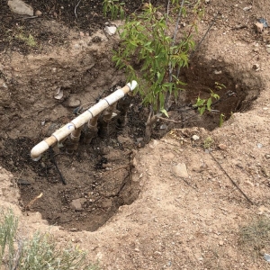 Photo of Cottonwood Landscapes