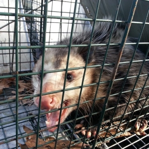 Photo of Animal Invaders Wildlife Relocation Services