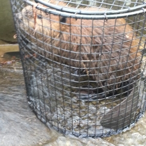 Photo of Animal Invaders Wildlife Relocation Services