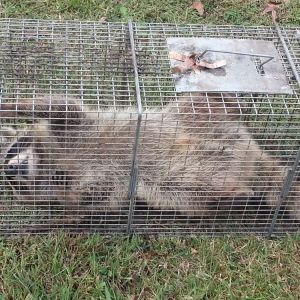 Photo of Animal Invaders Wildlife Relocation Services