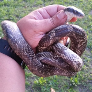 Photo of Animal Invaders Wildlife Relocation Services