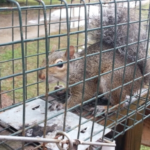 Photo of Animal Invaders Wildlife Relocation Services