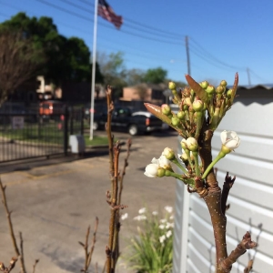 Photo of Houston Dump Trucks & Trailers