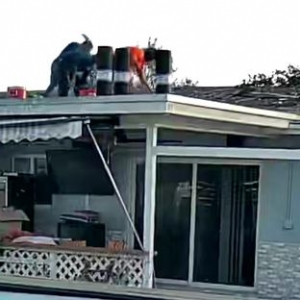 Photo of Palm Roofing