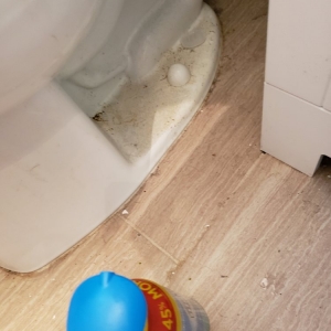 Jacksonville A & A Pro Cleaning Services