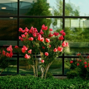 Photo of Hall Stewart Lawn and Landscape