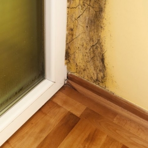 Photo of Steven Cannon Elite Services And Mold Remediation