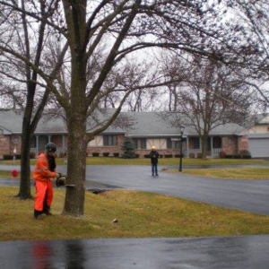 Photo of Crystal Oak Tree Service
