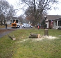 Photo of Crystal Oak Tree Service