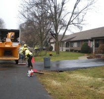 Photo of Crystal Oak Tree Service