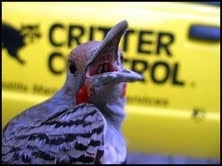 Photo of Critter Control