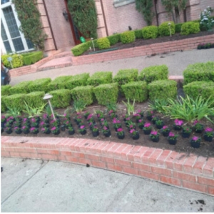 Photo of Green City Landscape and Lawn Care
