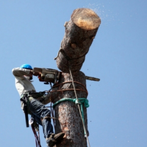 Photo of C&B Tree Service & Lawn Care