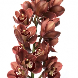 Photo of Flowers For The People