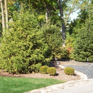 Photo of Green Grass
