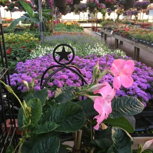 Clarksburg Mile Tree Lawn & Garden