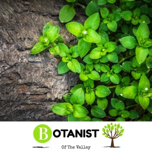Photo of Botanist of the Valley