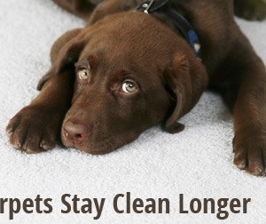 Photo of Heaven's Best Carpet Cleaning Des Moines