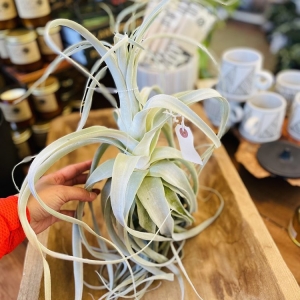 Photo of Dig Gardens