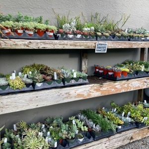 Photo of Dig Gardens