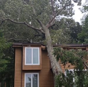 Photo of Gordon's Tree & Contracting Enterprises