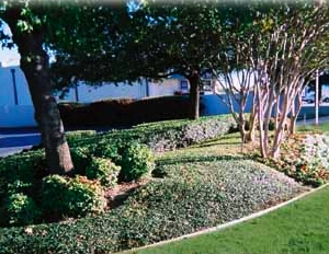 Photo of Becoming Lawns