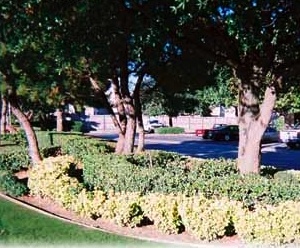 Photo of Becoming Lawns
