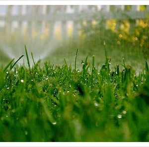 Photo of Becoming Lawns
