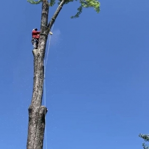 Photo of Caballeros Tree Service and Landscaping