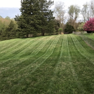 Photo of Caballeros Tree Service and Landscaping