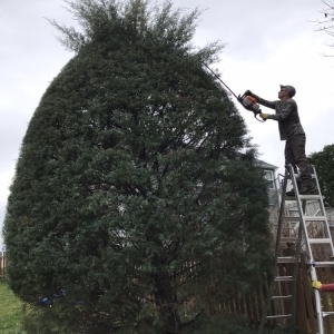 Photo of Caballeros Tree Service and Landscaping