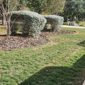 Photo of Heavenly Lawn Care Service