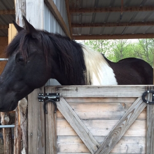 Photo of Rodeo Zone Mini Ranch
