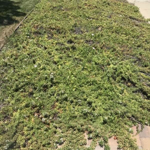 Photo of Shubha Landscape Design