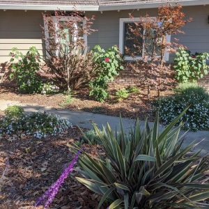 Photo of Shubha Landscape Design