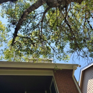Photo of Texas Tradition Landscaping