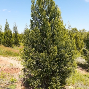 Photo of Mr Martini's Tree Farm