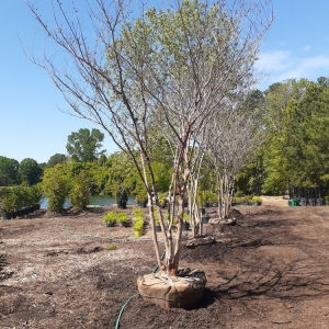 Photo of Mr Martini's Tree Farm