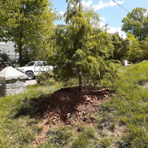 Photo of Mr Martini's Tree Farm