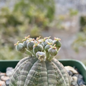 Photo of Mission Hills Nursery