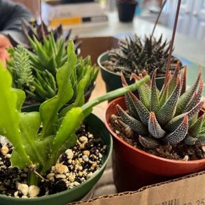 Photo of Mission Hills Nursery