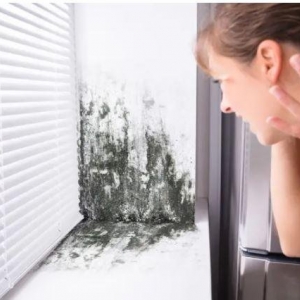 Photo of Mr. Mold - Mold Removal Experts