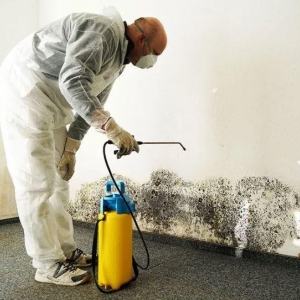 Photo of Mr. Mold - Mold Removal Experts