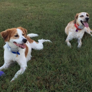 Photo of Clear Boundaries with Dog Guard