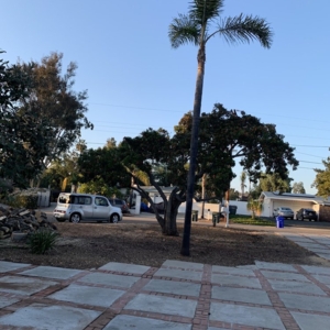 Photo of Artistic Arborist