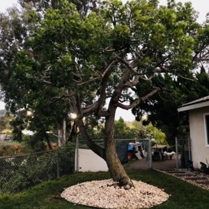 Photo of Artistic Arborist