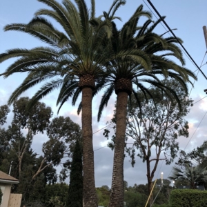 Photo of Artistic Arborist