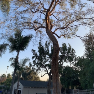 Photo of Artistic Arborist