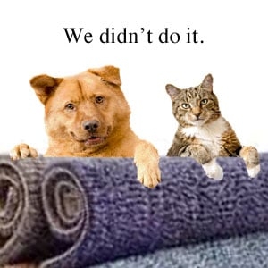 Photo of Northcenter Rug Cleaners