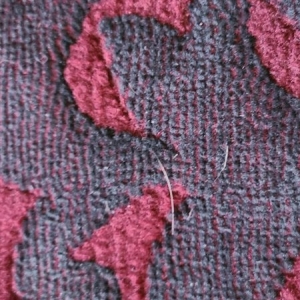 Photo of Northcenter Rug Cleaners